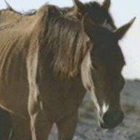The wild horse of the Namib