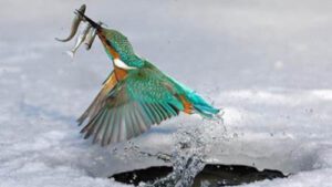 One dive, three fish—SMART actions turn strategy and focus into success, not just luck.